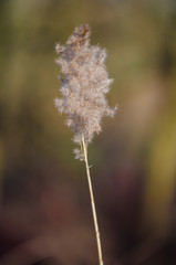 Obraz premium reeds in sunny day