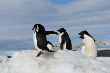 Adelie penguins on snow