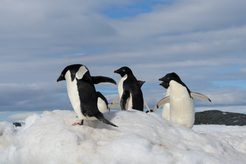 Fototapeta premium Adelie penguins on snow