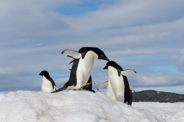 Adelie penguins on snow