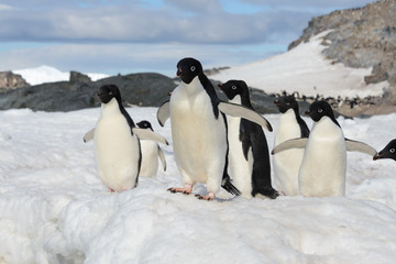 Adelie penguins on snow