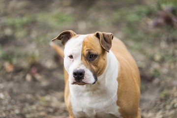 american staffordshire terrier dog head portrait