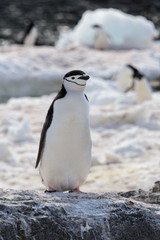 Chinstrap penguin on the beach
