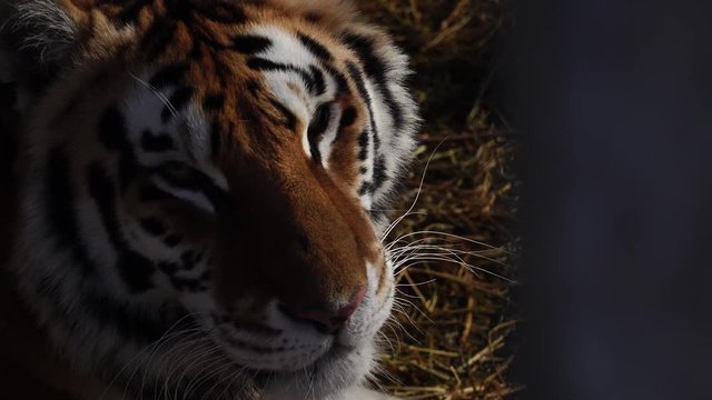Close up view of tiger head. 4К