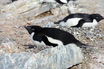 Adelie penguins in nest
