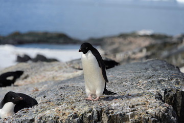 Obraz premium Adelie penguin on rock