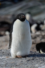 Adelie penguin on rock