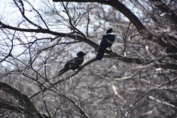 木の枝のカラス