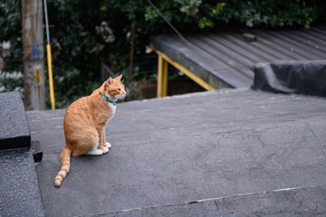 Stray Cats, shooting outdoors