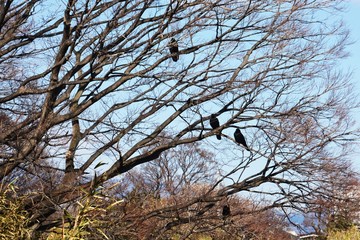 木の枝のカラス