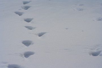 traces of people on the snow