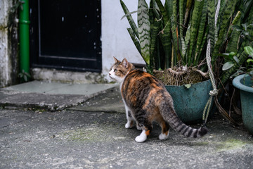 Stray Cats, shooting outdoors