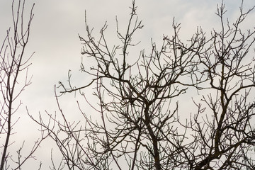 branches of trees without leaves