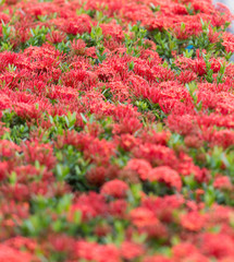Red spike flower and selection focus blurred background.