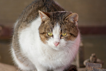 cat sitting on boards