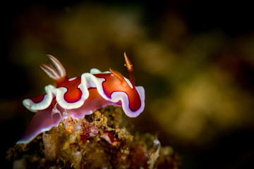 Nudibranc on the  Manila Channle dive site, Puerto Galera, Philippines