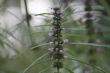 motherwort blossom on a green bokeh background
