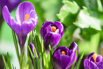 Spring flowers violet crocuses closeup