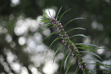 motherwort blossom on a green bokeh background