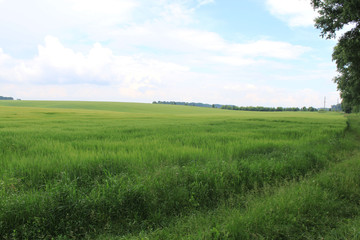 Wheat field