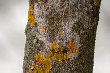 Yellow lichen on a tree