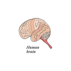 human brain sketch