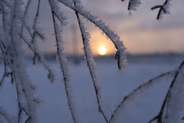 Frozen winter sunrise early morning with focus on branch