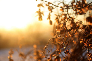 Dry branch on an early frosty morning.