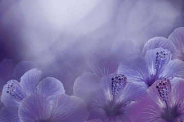 Floral violet-blue background from a Hibiscus.  Flowers composition.  Chinese rose flowers on a...