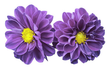 Purple flowers dahlias on white isolated background with clipping path.  No shadows. Closeup. ...