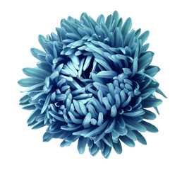 Turquoise  Aster  flower on a white isolated background with clipping path. Flower for design, texture,  postcard, wrapper.  Closeup.  Nature.