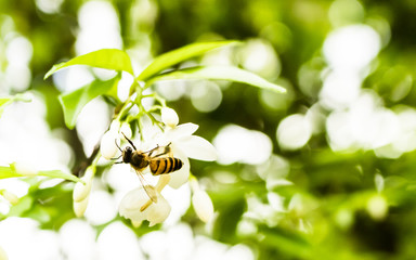 bee on white flower