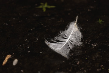   Feather In The Pond