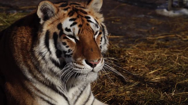 Close up view of tiger head. 4К