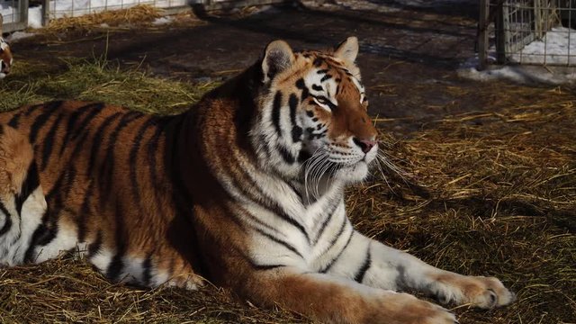 Portrait of a tiger resting on the ground. 4К