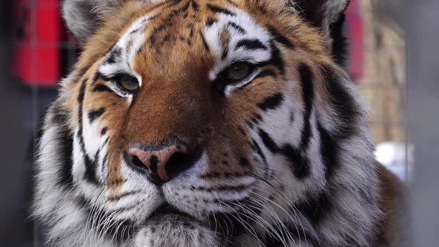 Close up view of tiger head.  4К