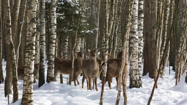 A herd of Sika deer in winter forest

