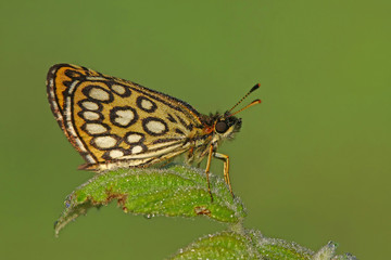 BEYAZ BENEKLİ ZIPZIP - Heteropterus morpheus 