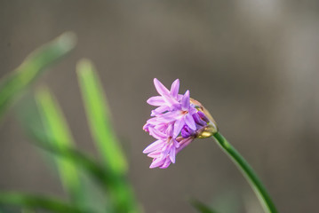 small violet flower with a colorful background