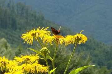 The butterfly resting on a wild chamomile at the foot of the mountain forest of the Ukrainian Carpathians.