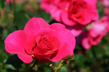 Red roses with trimmed stem