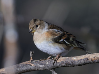 Brambling (Fringilla montifringilla)