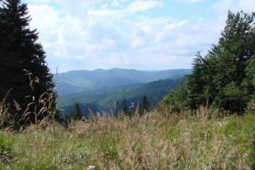 Panorama of the Alpine meadow on the background of the mountain ranges of the Ukrainian Carpathians.