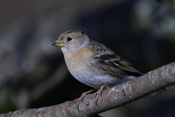 Brambling (Fringilla montifringilla)