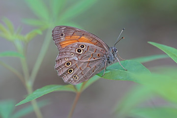 AĞAÇ ESMERİ - Kirinia roxelena  © mylasa