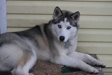 blue-eyed dog . husky
