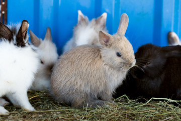 Decorative rabbits in a cage.
