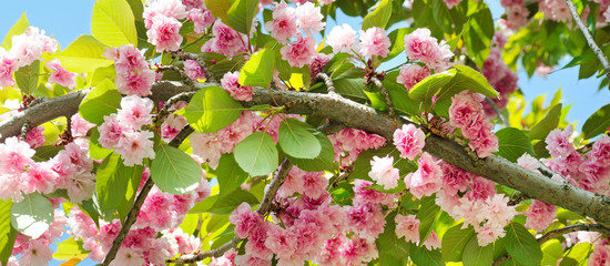 Obraz premium Sakura flower on nature background. Wide photo
