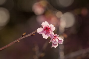春を彩る桜の木