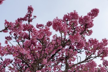 満開の桜の木